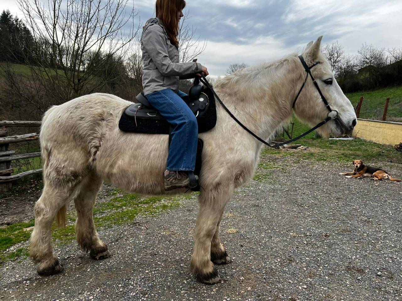 Chevaux de Loisirs à louer