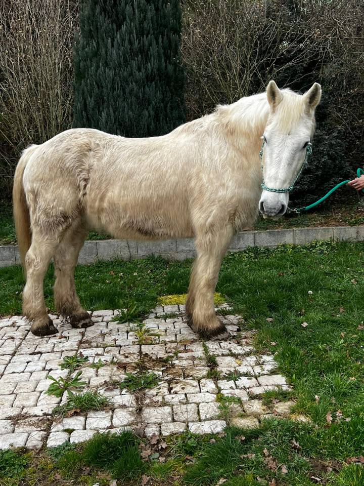 Chevaux de Loisirs à louer