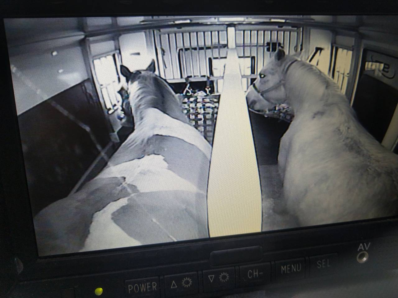 Chevaux de Loisirs à louer