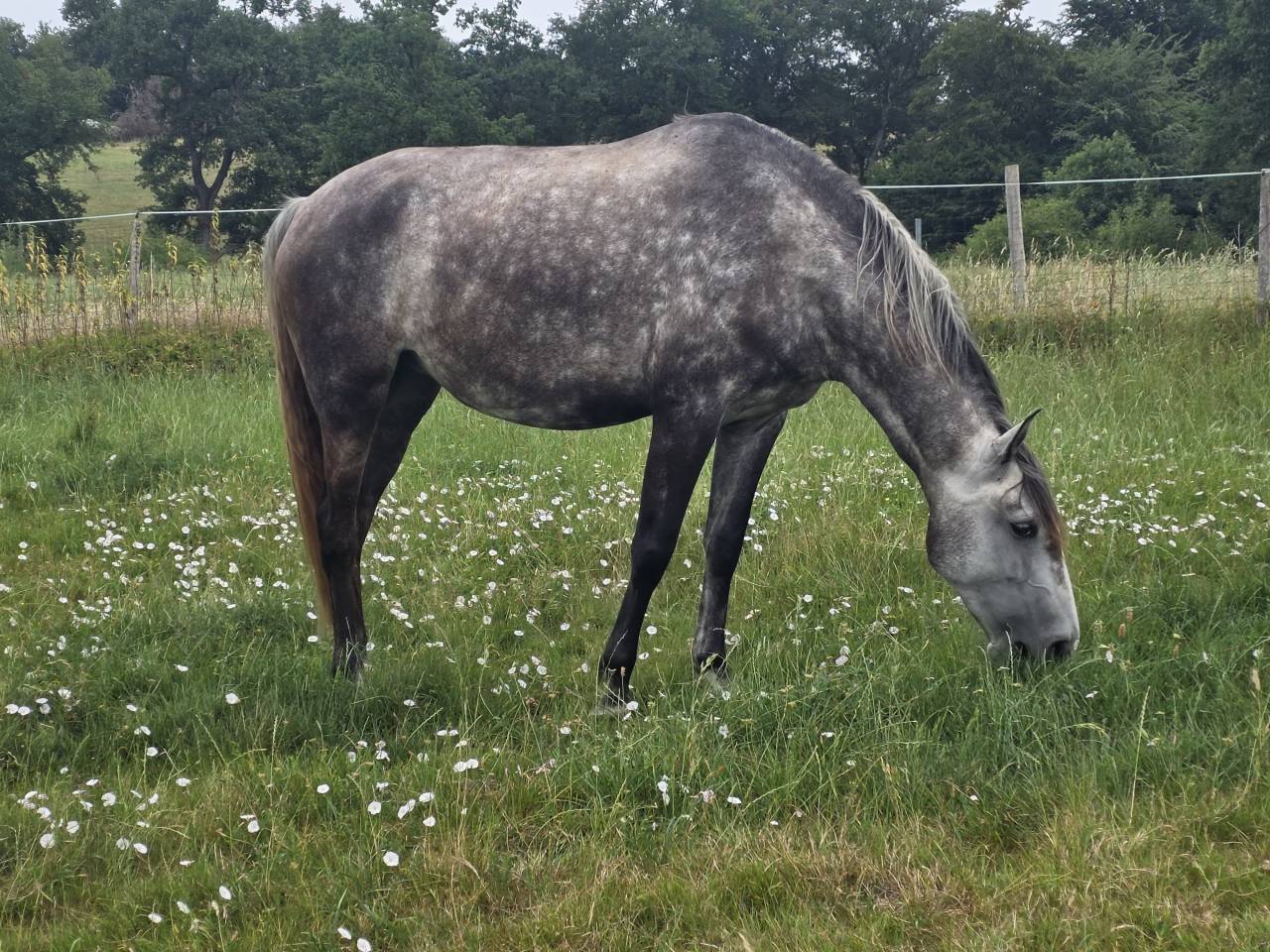 CHEVAL LUSITANIEN 