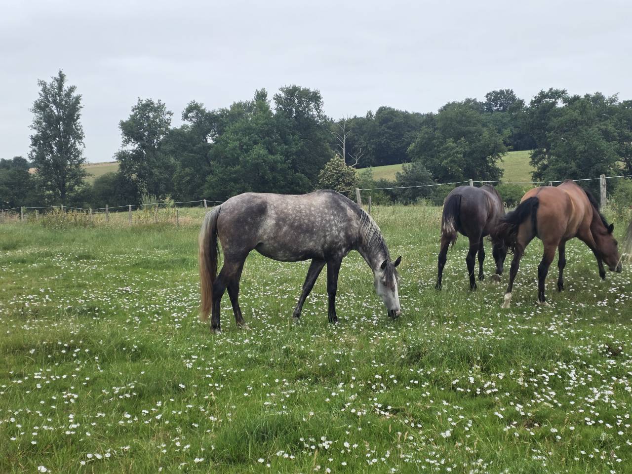 CHEVAL LUSITANIEN 