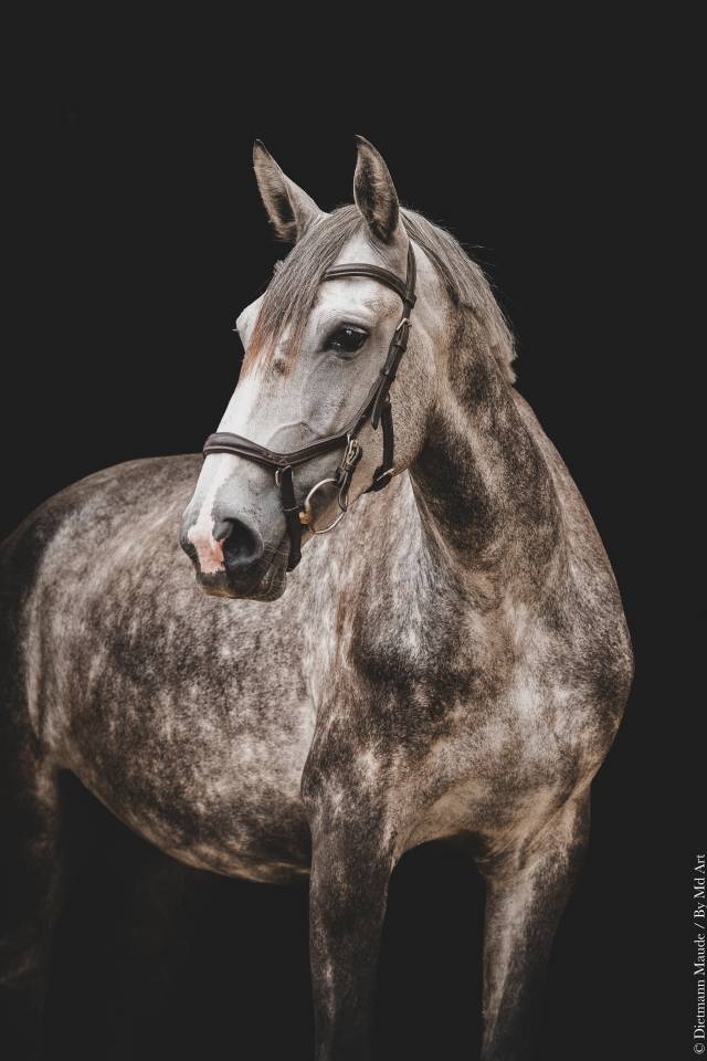 CHEVAL LUSITANIEN 