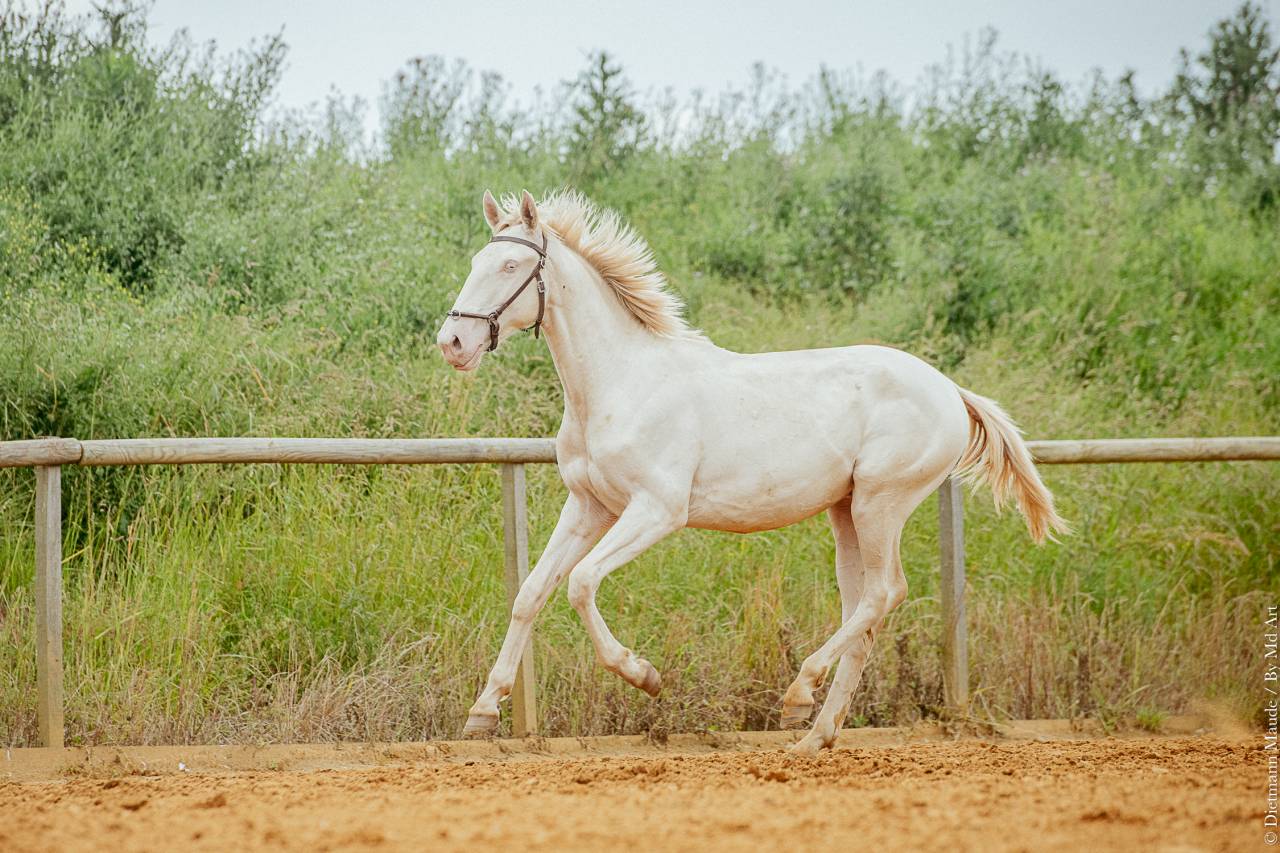 CHEVAL LUSITANIEN 