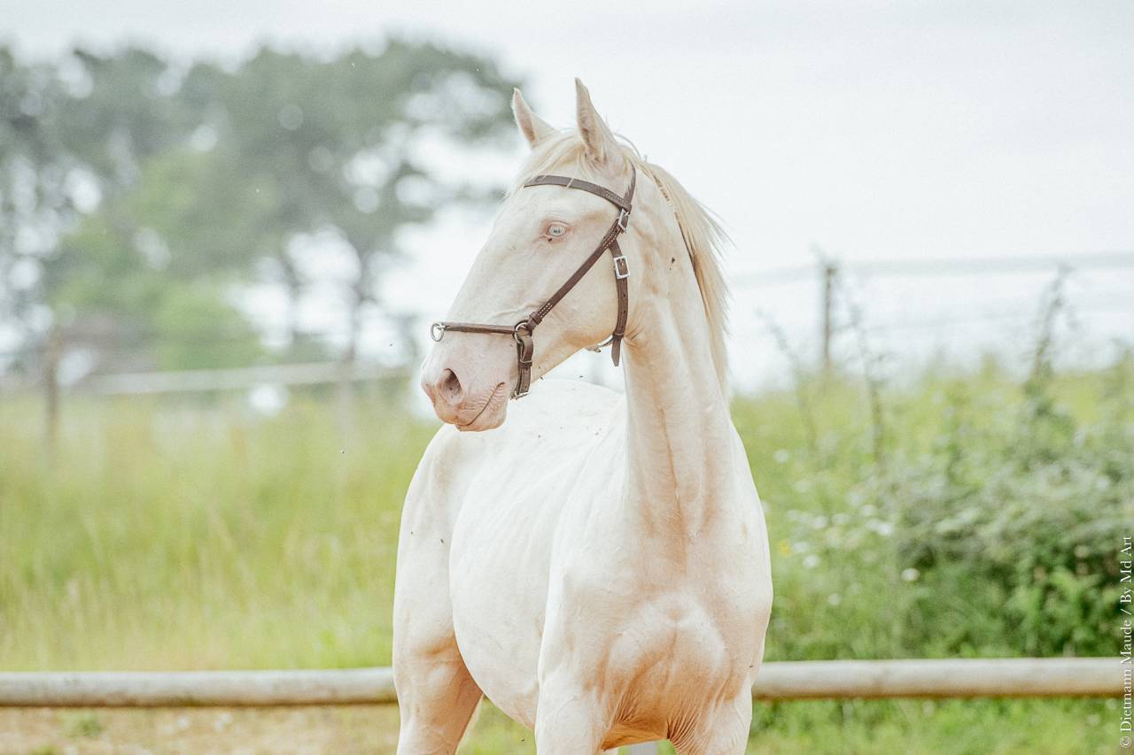 CHEVAL LUSITANIEN 