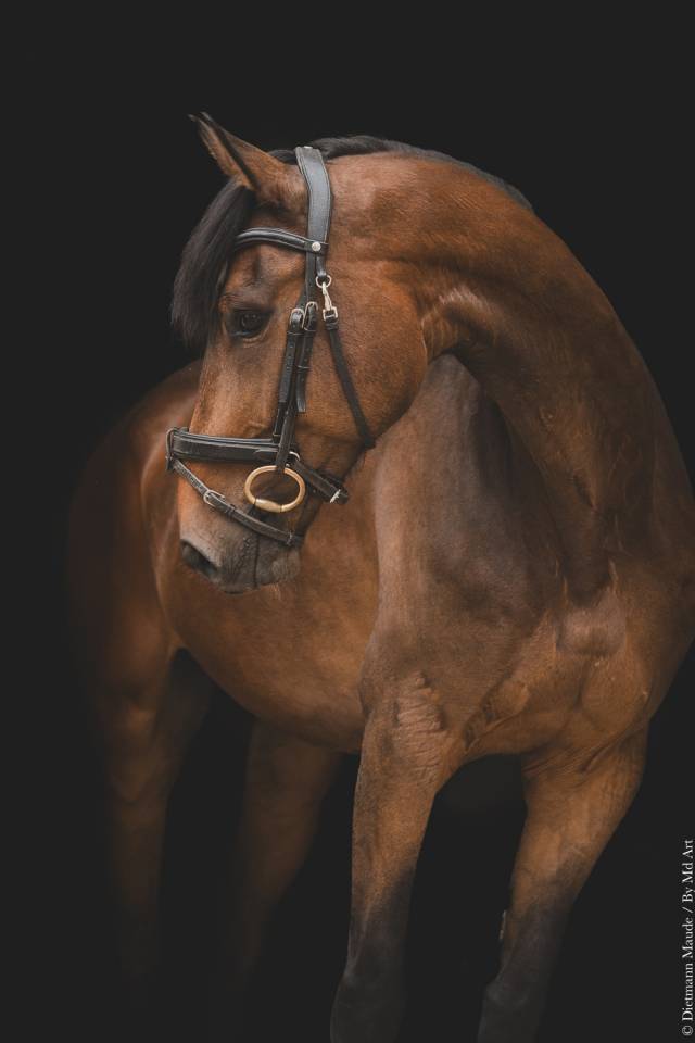 CHEVAL 