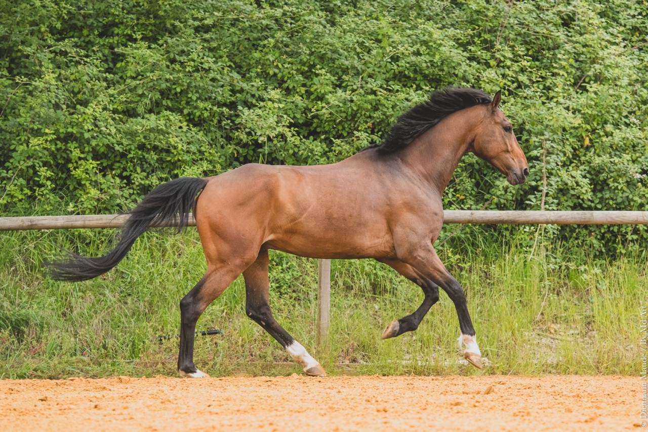 CHEVAL 