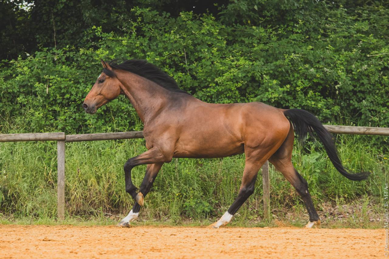 CHEVAL 