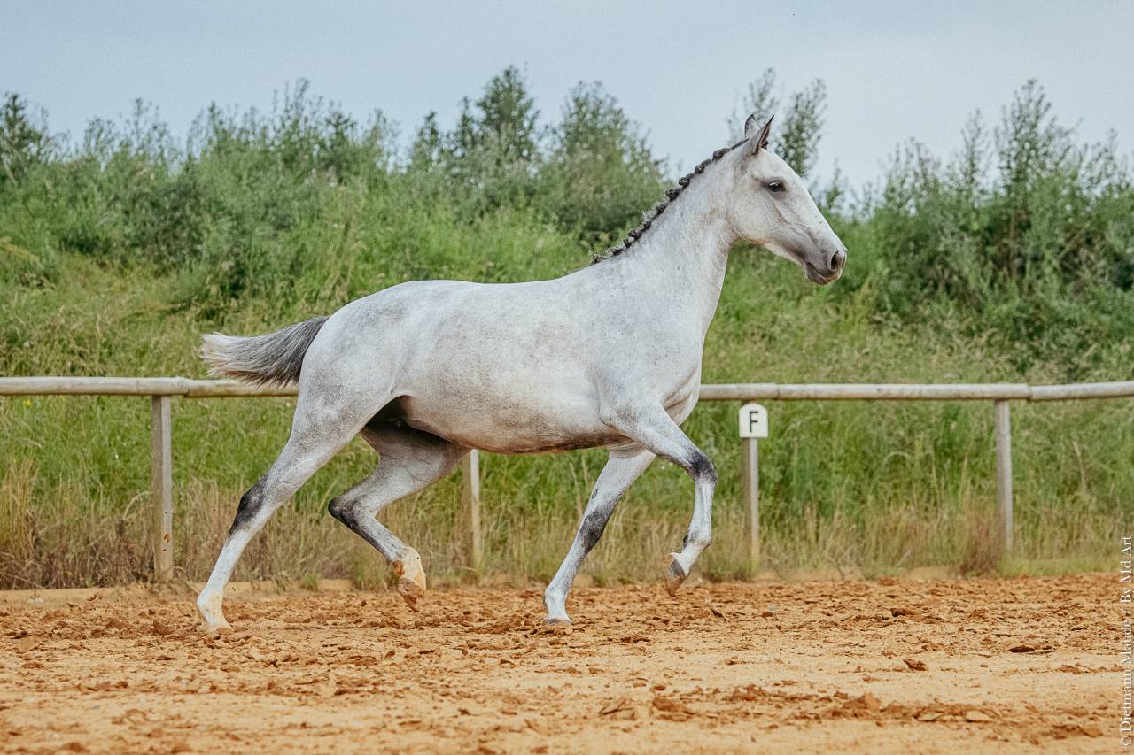 CHEVAL LUSITANIEN 