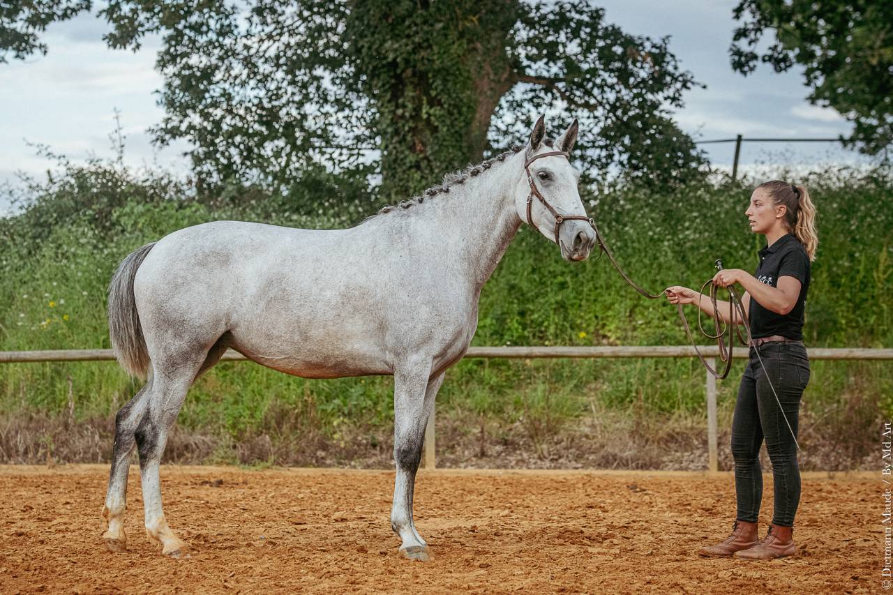 CHEVAL LUSITANIEN 