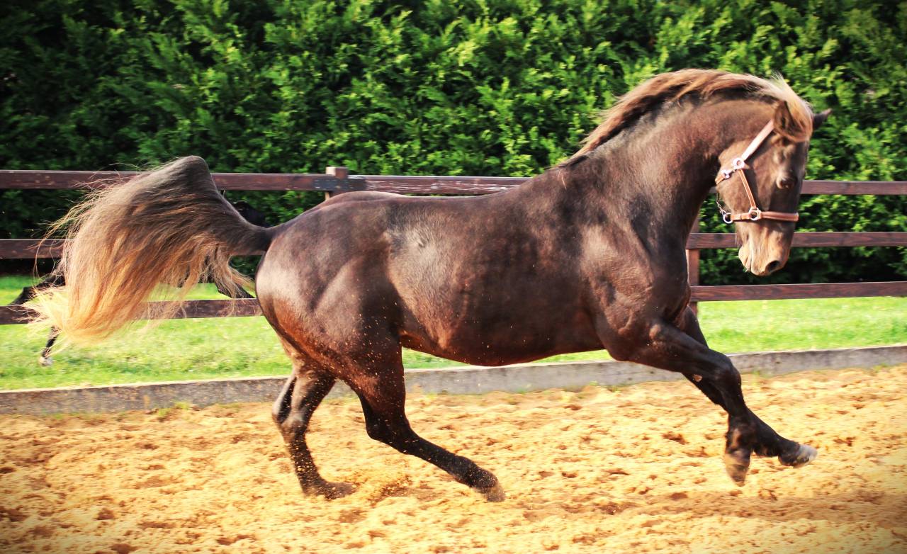 SAILLIE 2024 QUARTER HORSE FONDATION