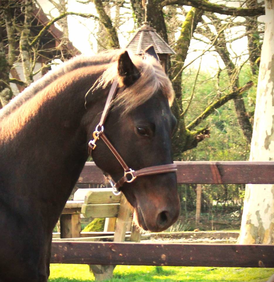 SAILLIE 2024 QUARTER HORSE FONDATION