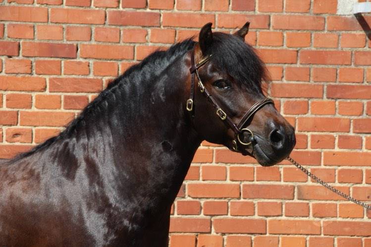 Trewassick Warleggan, étalon Dartmoor