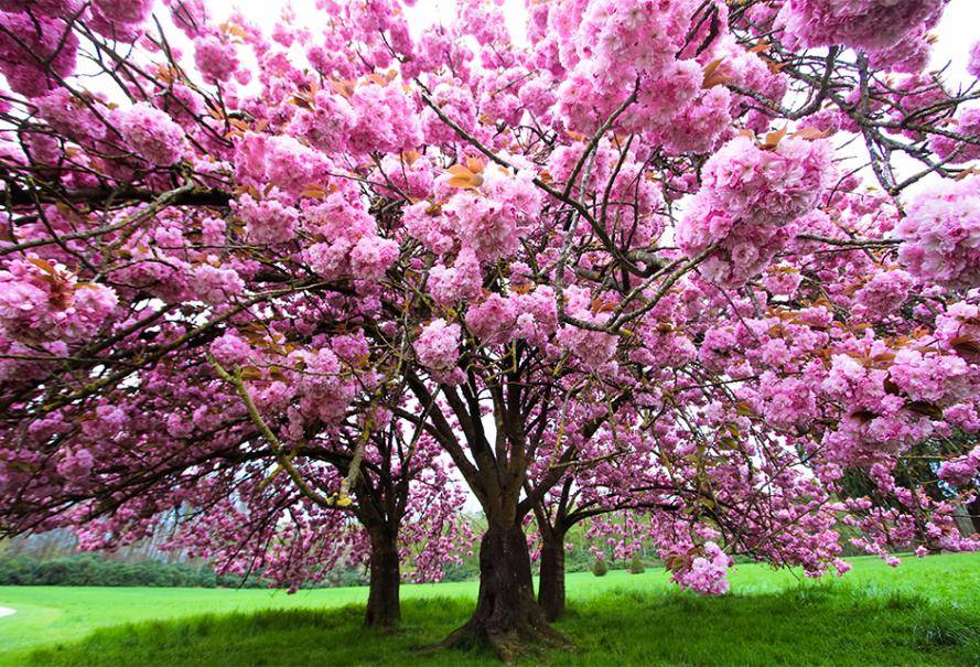 PARTEZ EN VACANCE AVEC VOTRE CHEVAL 