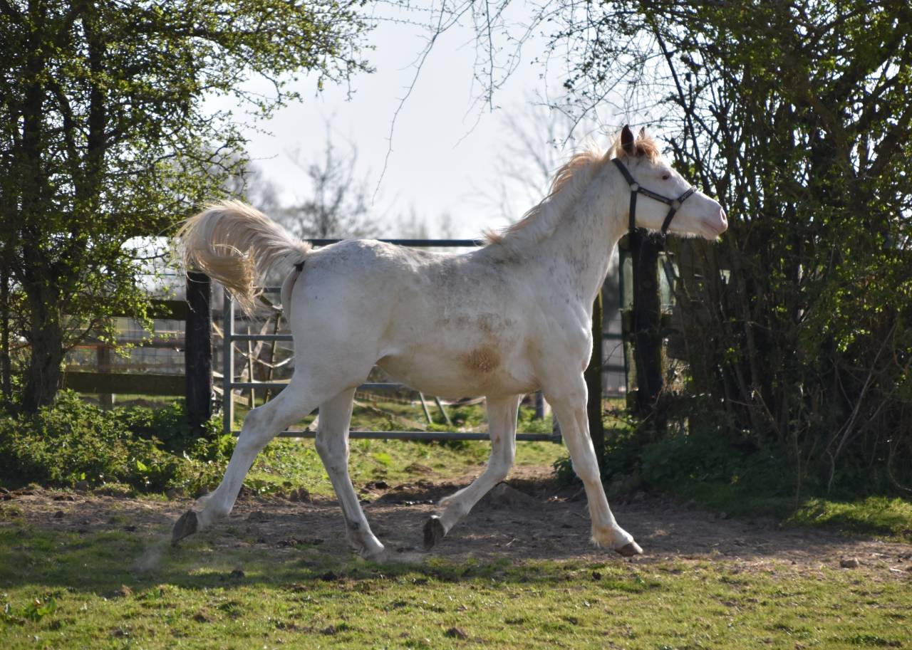 Anglo-Arabe DW34 + nd1 + DW20/22