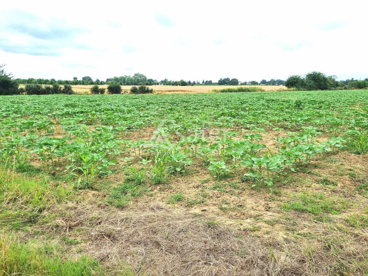 Proche de Montech ancien corps de ferme 185 m² à rénover sur