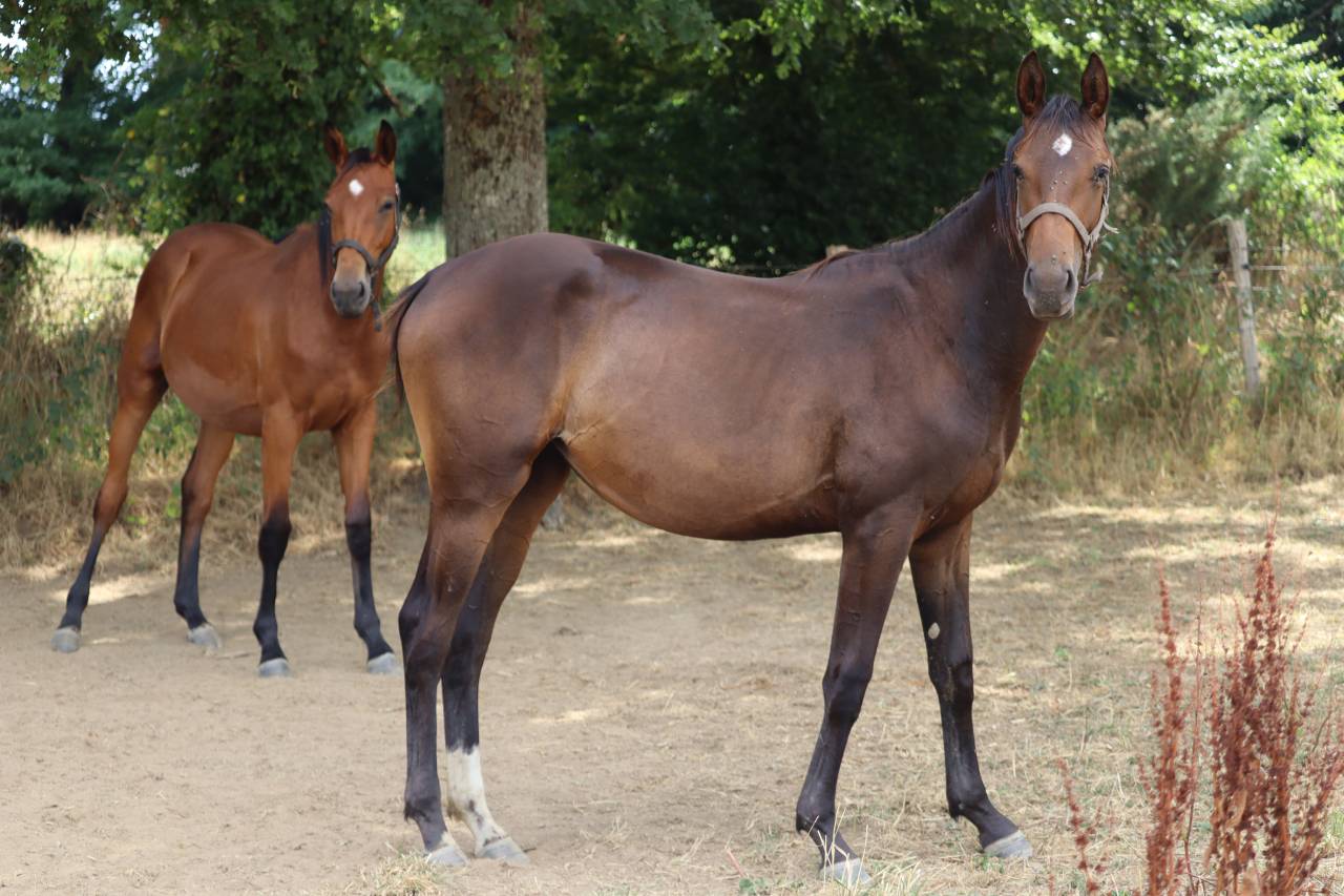 pouliche 1 an SF par ichaï de Reille 