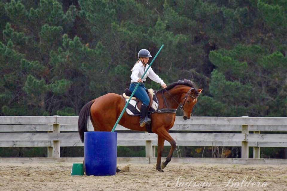 La méthode équine Impériale vous présente les chevaux..