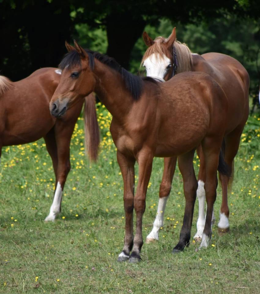 Pouliche loisirs polyvalent