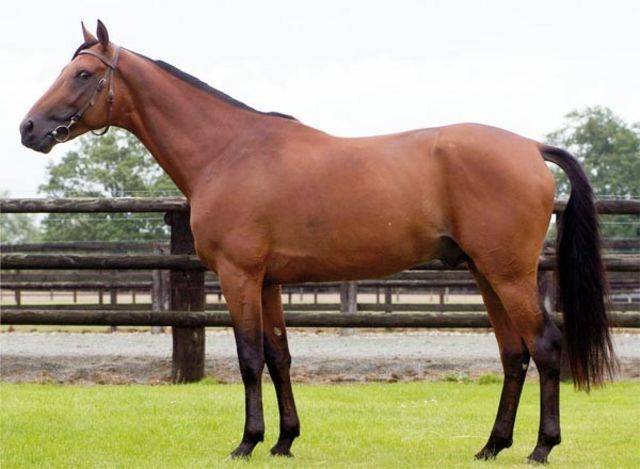 Pouliche loisirs polyvalent