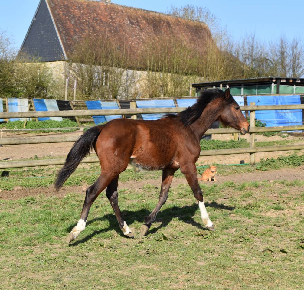 Poulain taille Poney D polyvalent & d'avenir