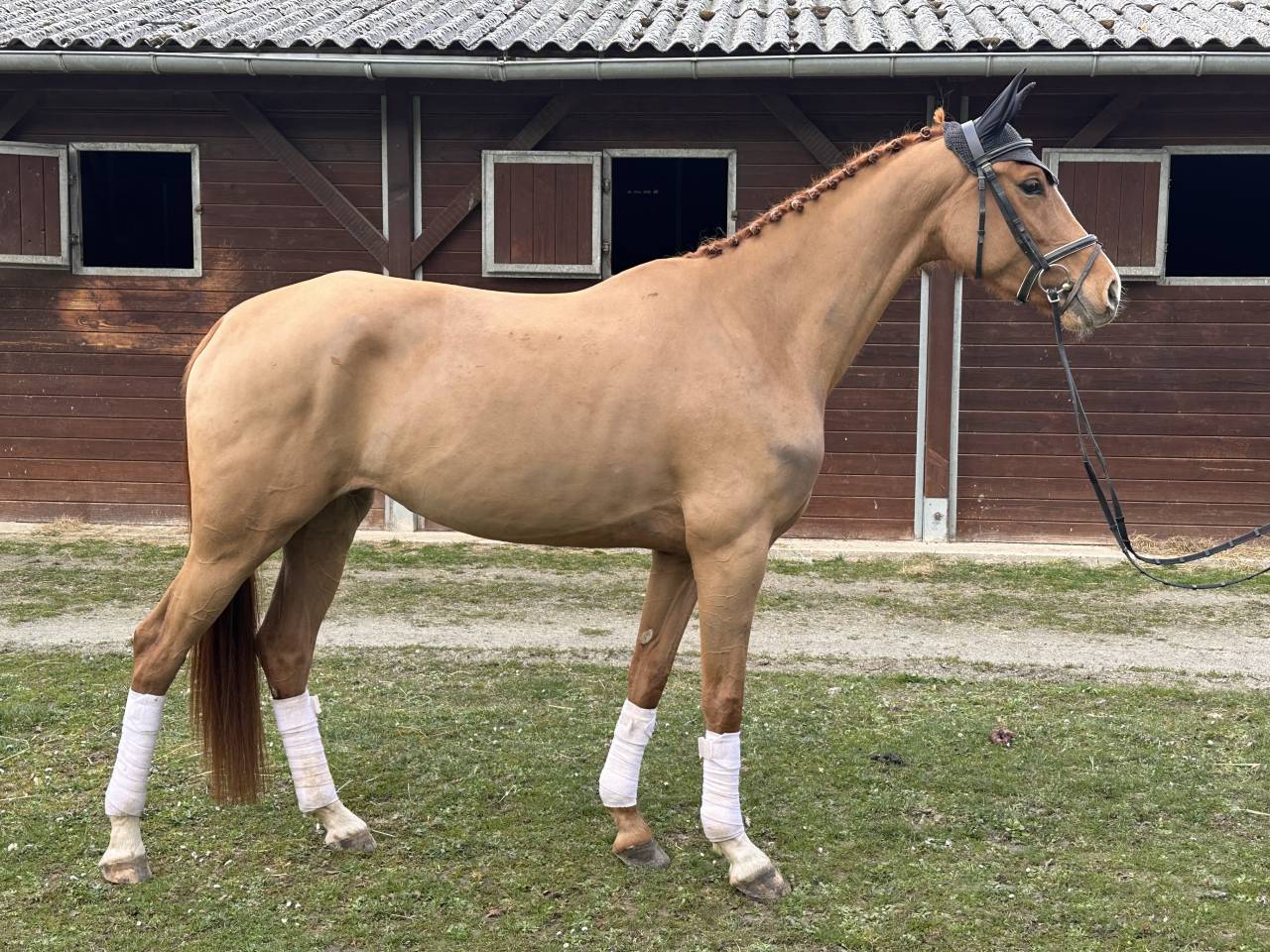 Jument de Dressage 4 ans