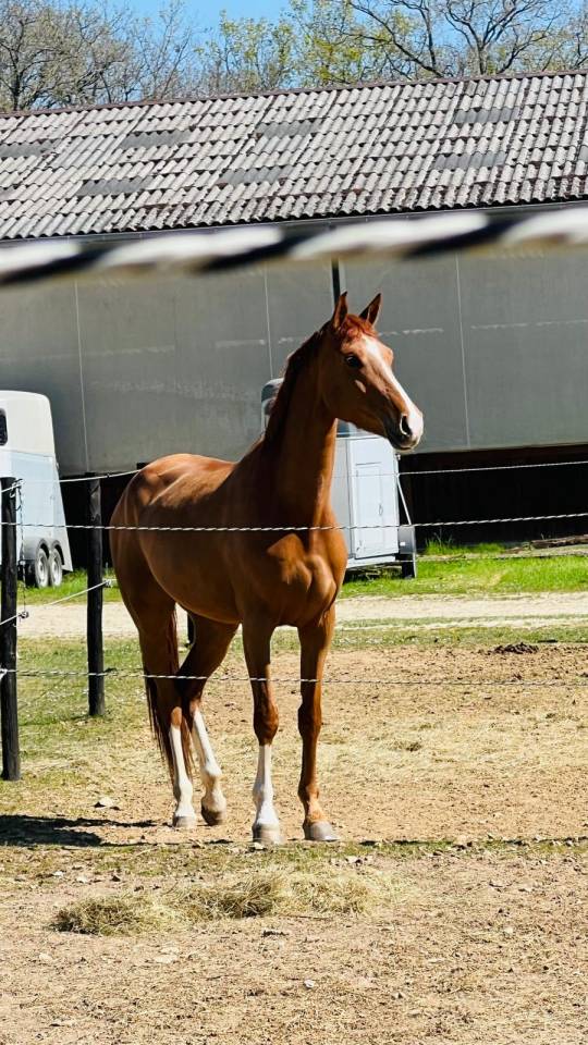 Jument de Dressage 4 ans