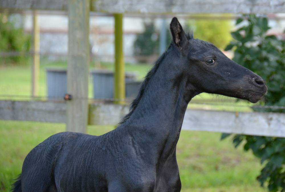poulain mâle  Arabo Frison 17 mois