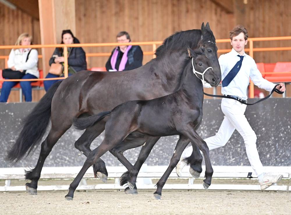 poulain mâle  Arabo Frison 17 mois