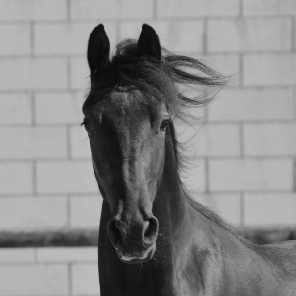 poulain mâle  Arabo Frison 17 mois