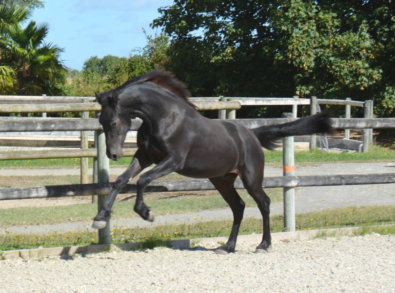 poulain mâle  Arabo Frison 17 mois