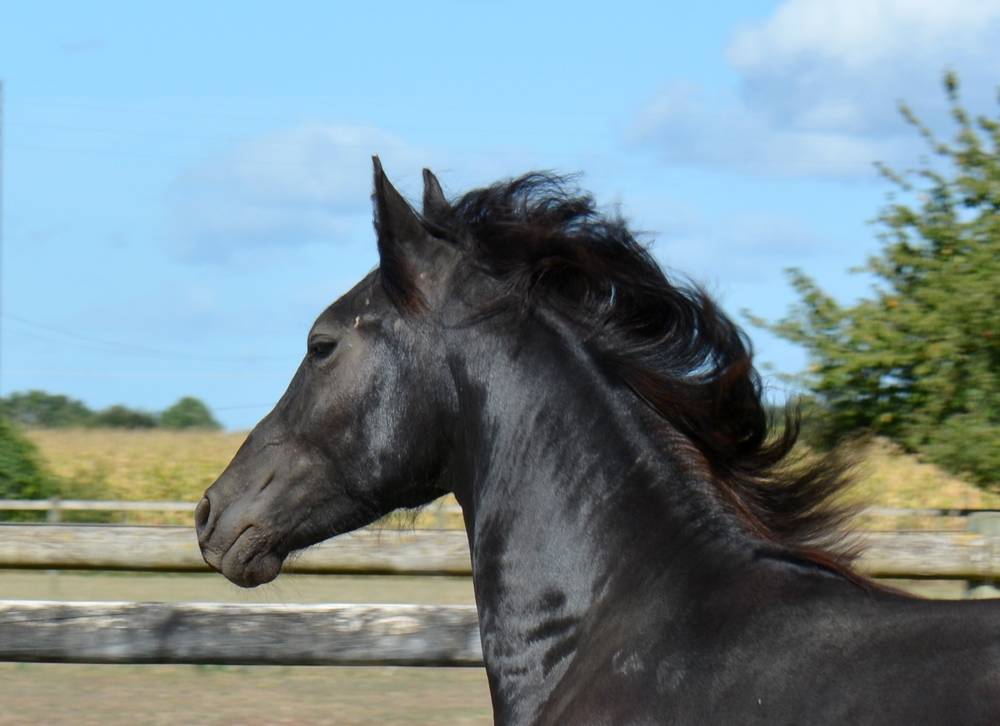 poulain mâle  Arabo Frison 17 mois