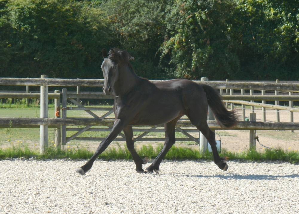 poulain mâle  Arabo Frison 17 mois