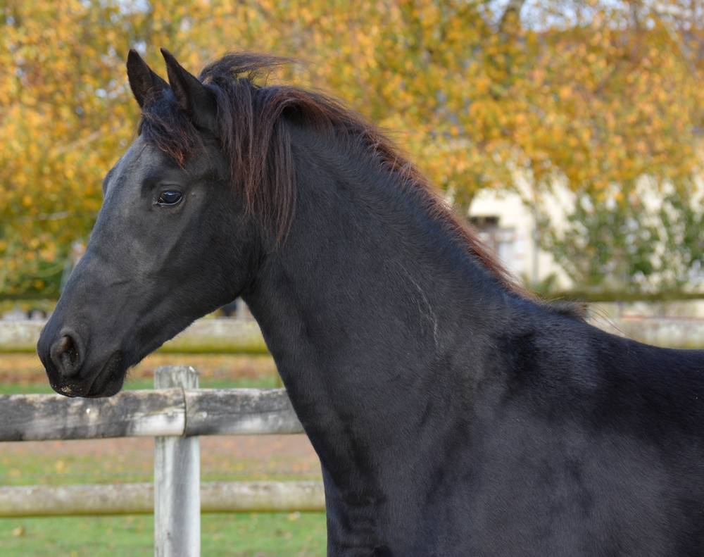 poulain mâle  Arabo Frison 17 mois