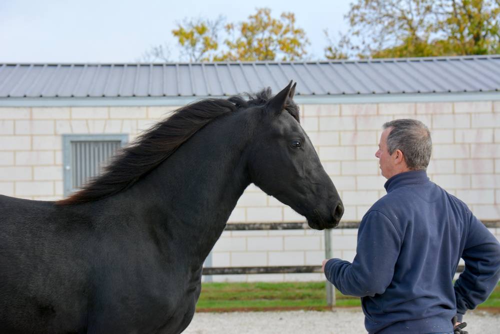 poulain mâle  Arabo Frison 17 mois