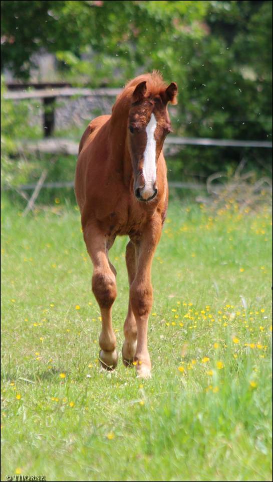 Foal origines CSO CSI CASALLO / NABAB DE REVE