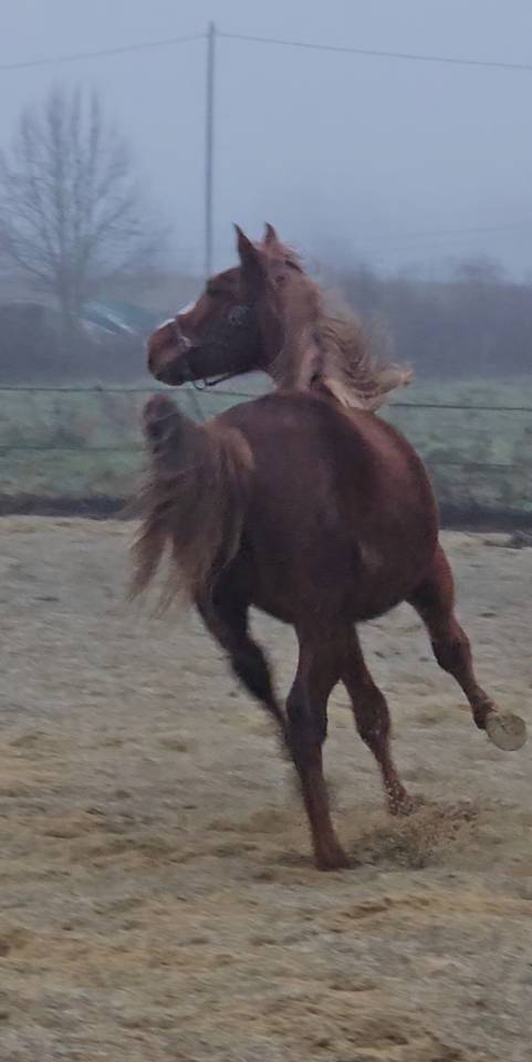 SF 2 ANS CSO CSI CASALLO / NABAB DE REVE