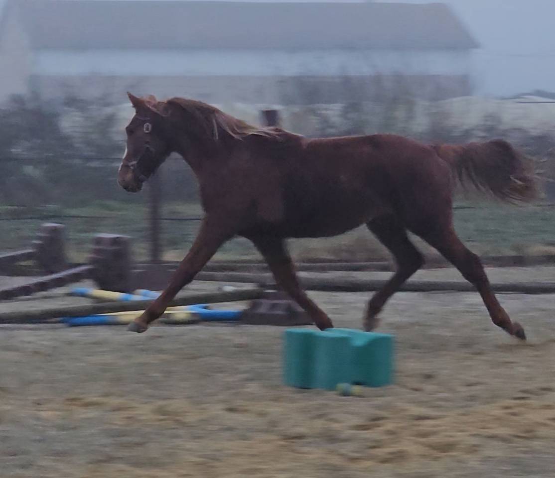 SF 2 ANS CSO CSI CASALLO / NABAB DE REVE
