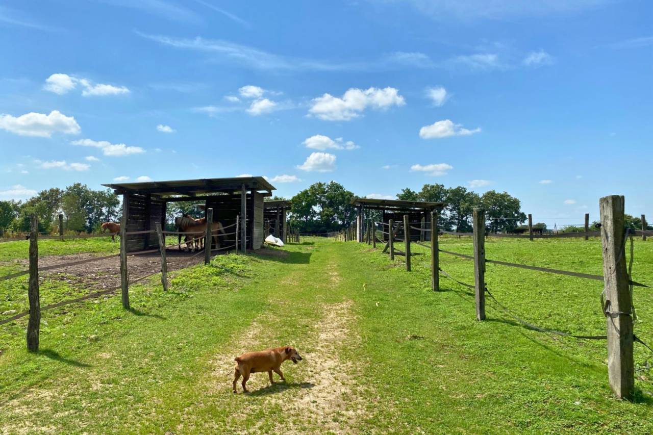 Charmante popriété équestre de 15 hectares (01)