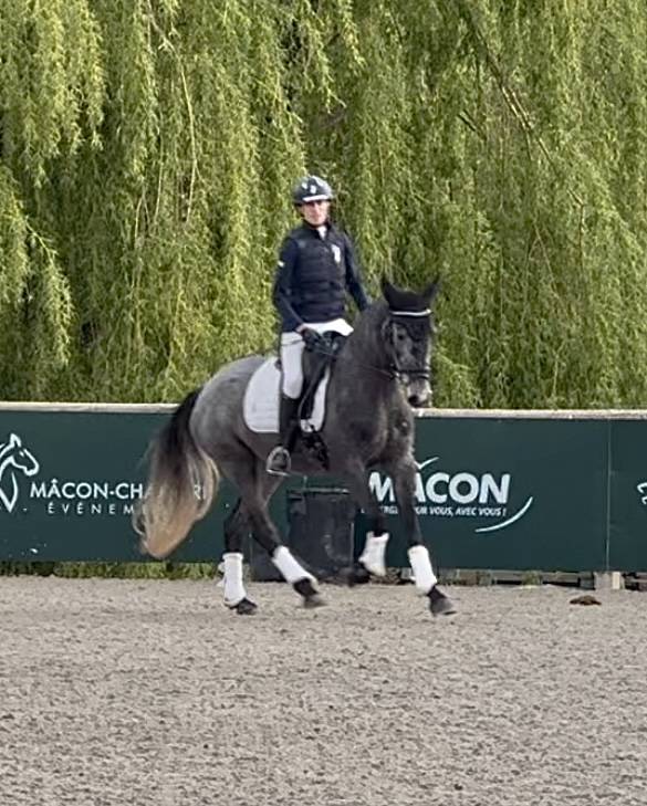 Jument dressage Croisée KWPN/lusitanienne