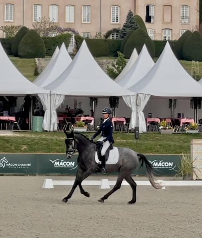 Jument dressage Croisée KWPN/lusitanienne