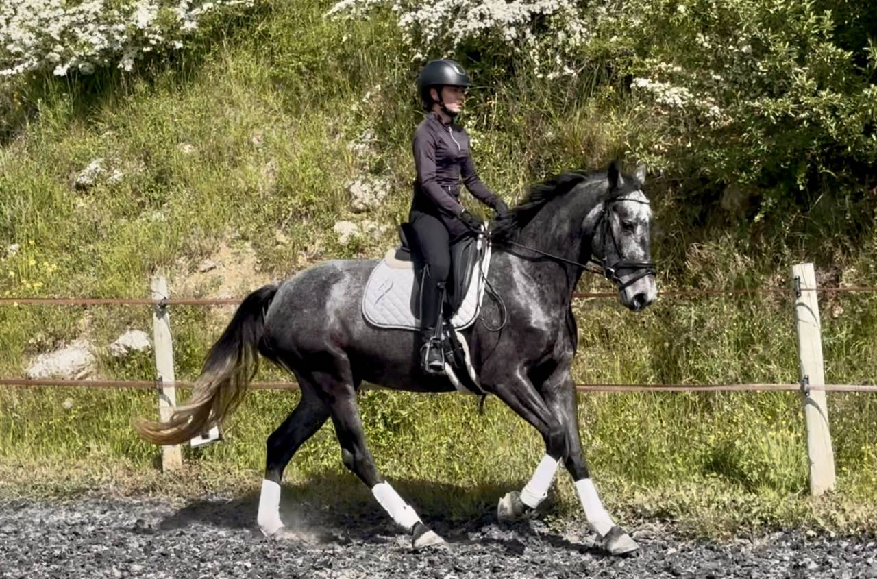 Jument dressage Croisée KWPN/lusitanienne