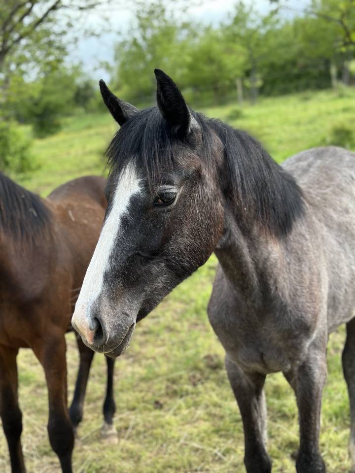 top pouliche dressage Cheval de Dressage Francais