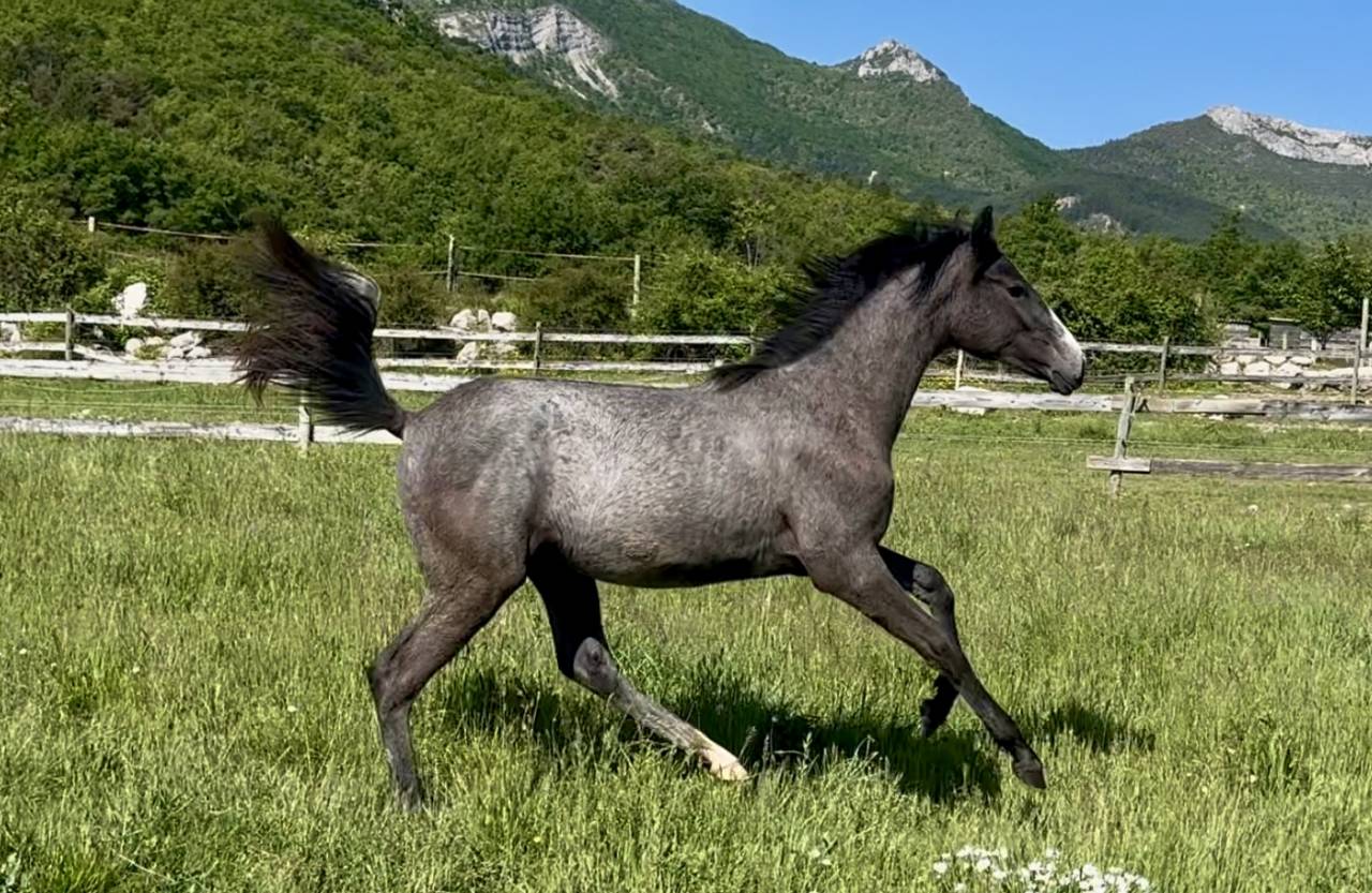 top pouliche dressage Cheval de Dressage Francais