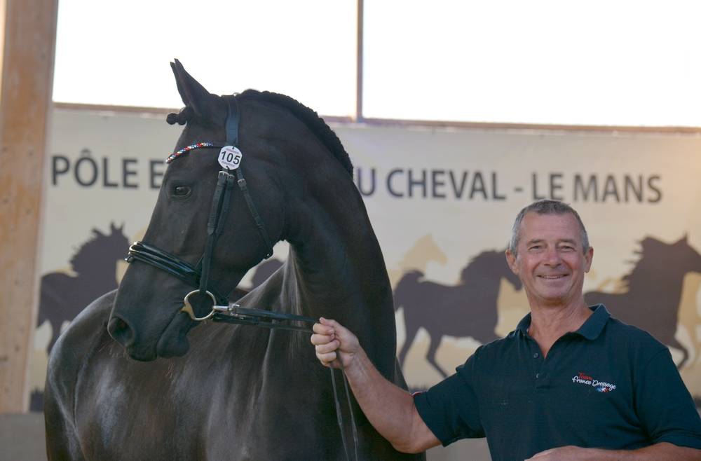 Jument frison Tara King 3 ans débourré