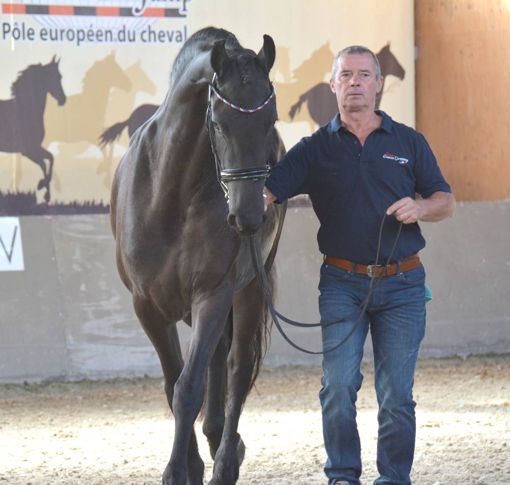 Jument frison Tara King 3 ans débourré