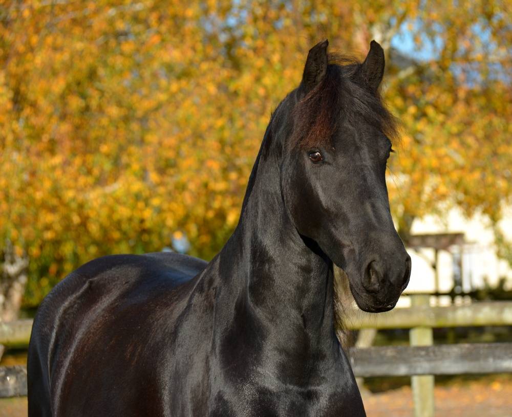 Jument frison Tara King 3 ans débourré