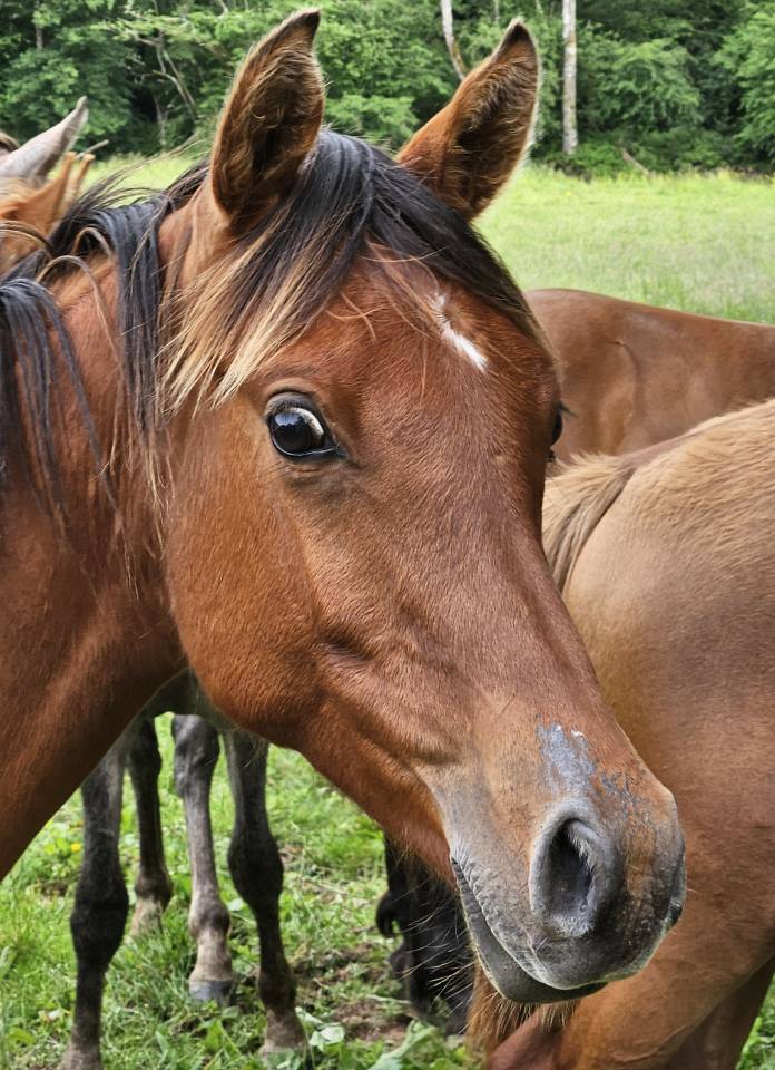 Poulain Pur-sang Arabe 2023 50% Pur-Russe 