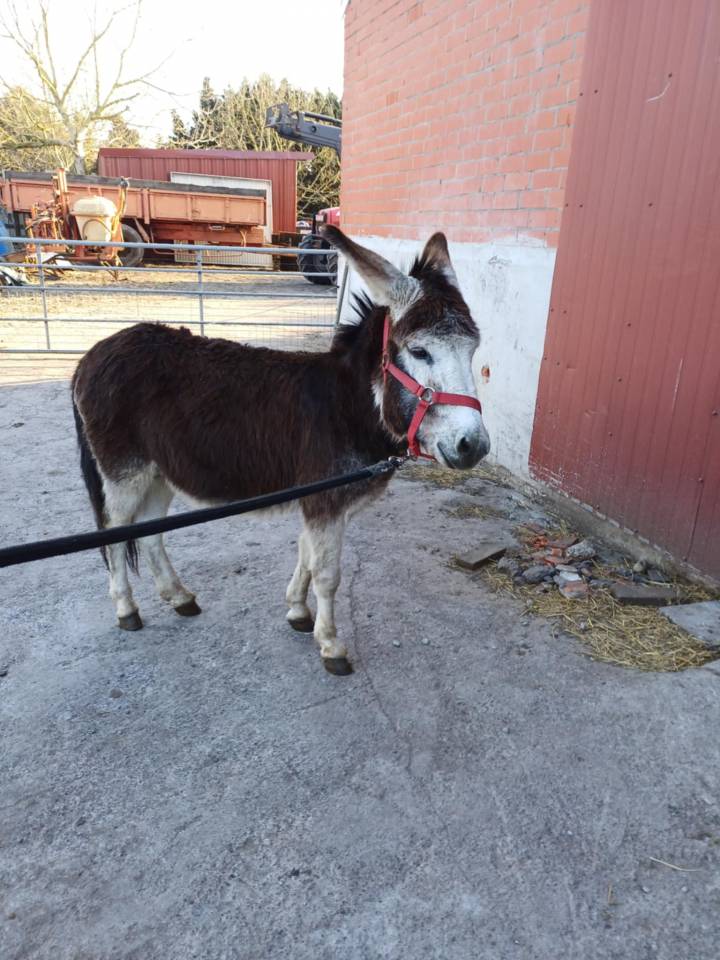 A vendre plusieurs ânes et ânesse de petit taille