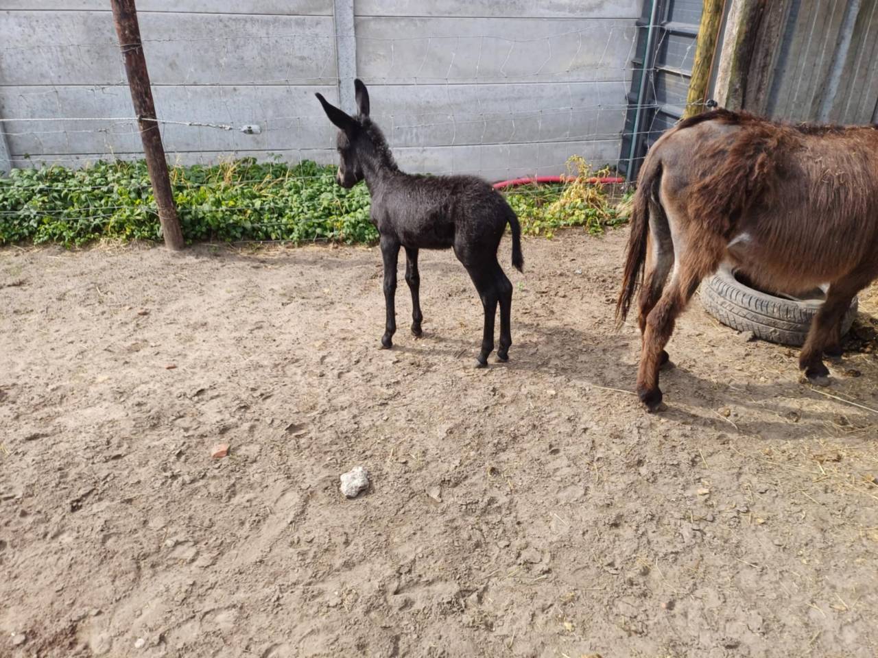A vendre plusieurs ânes et ânesse de petit taille