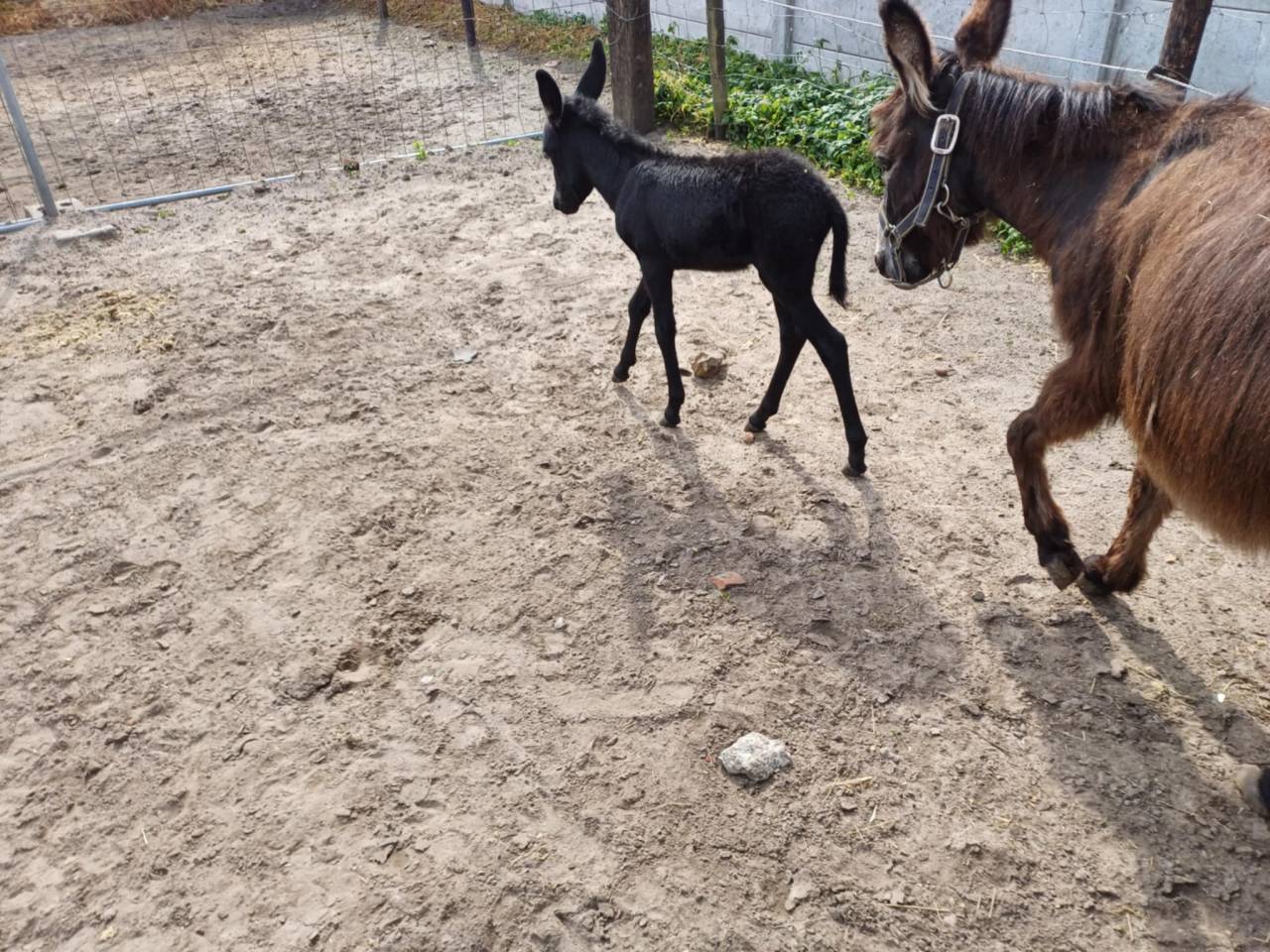 A vendre plusieurs ânes et ânesse de petit taille